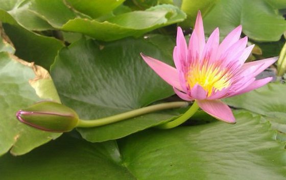 Lotus Bud and flower