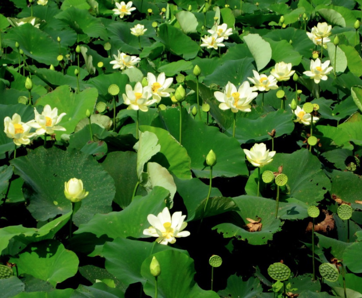 The American Yellow Lotus