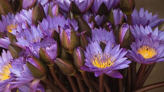 Blue Lotus Flowers