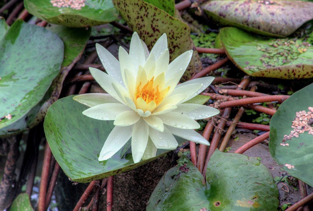 A Lotus Flower in Bloom in China