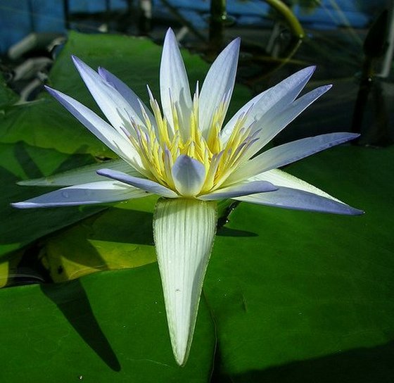 Egyptian Blue Lotus Flower
