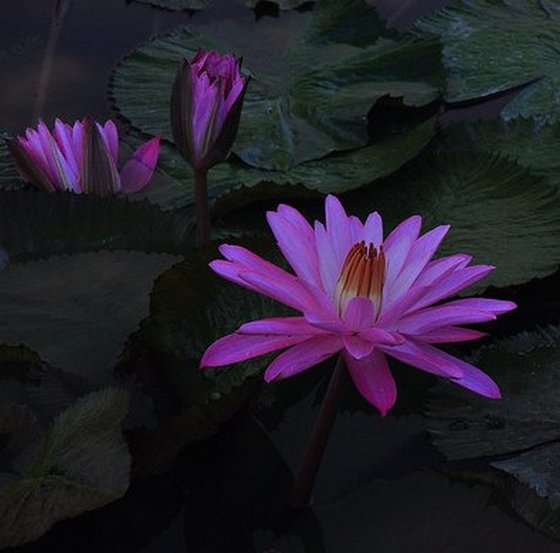 Lotus Flower Meanings