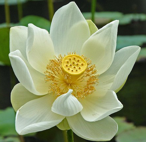 Lotus Flower Meaning