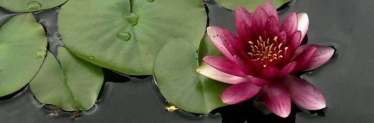 Lotus Flower Color Meaning Chart