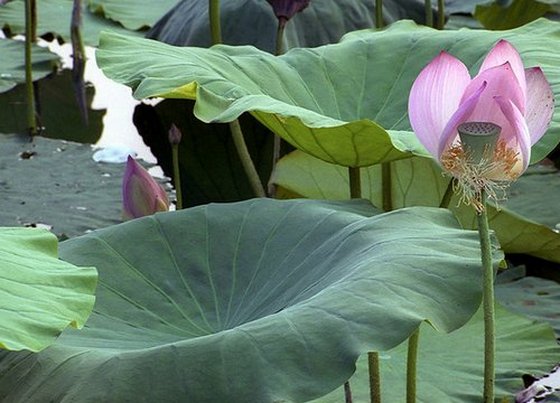 Lotus Plant