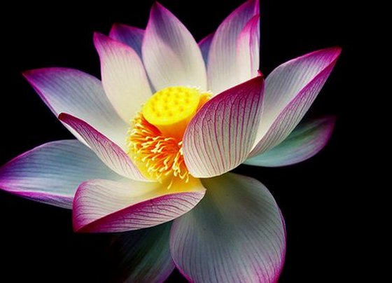 Lotus flower picture