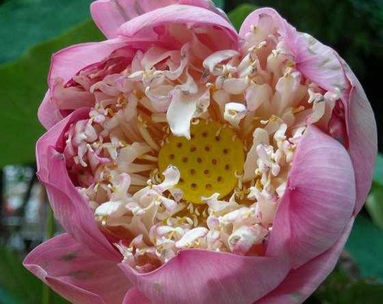 lotus flower heart